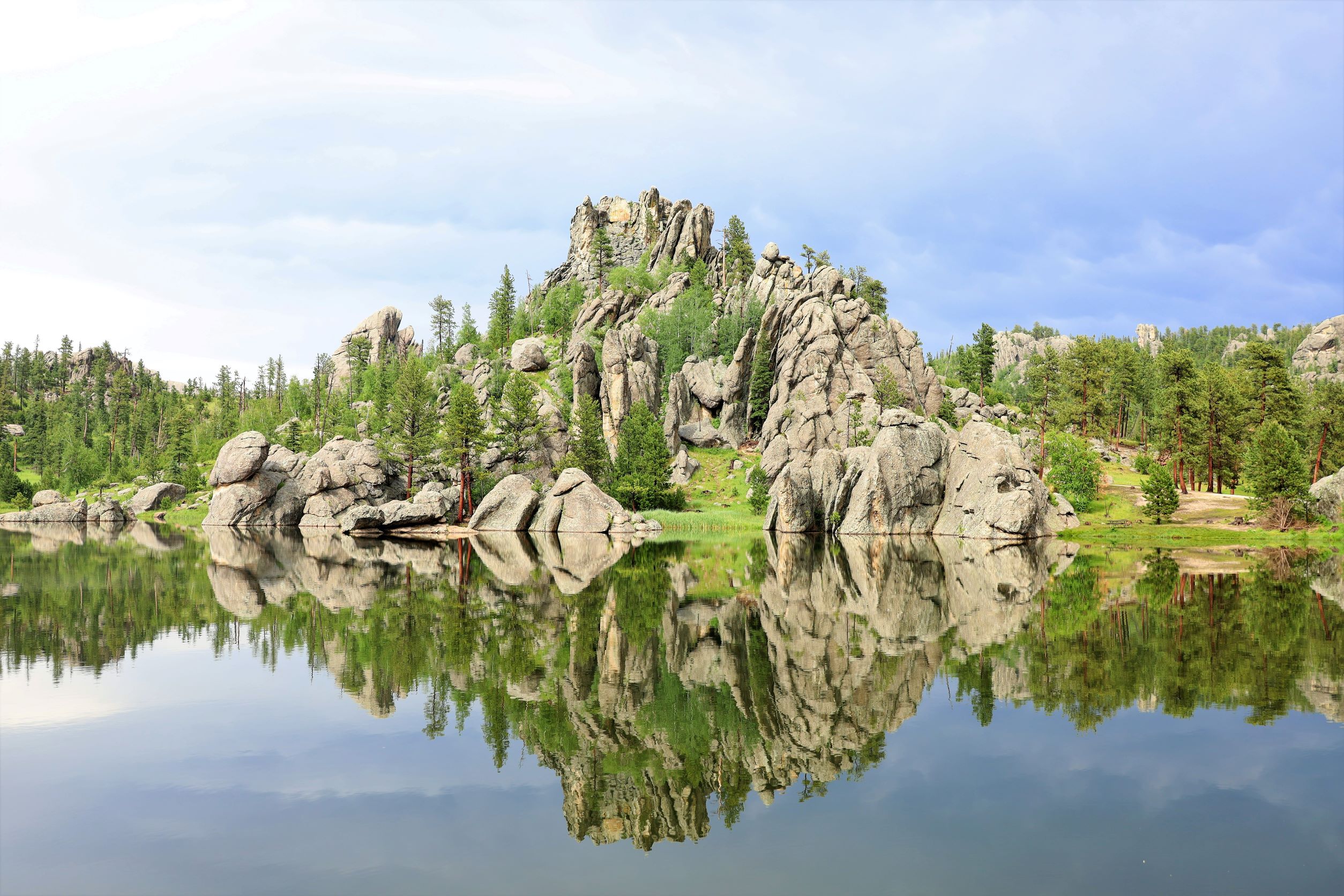 Custer State Park, SD: Buffalos in the Wild