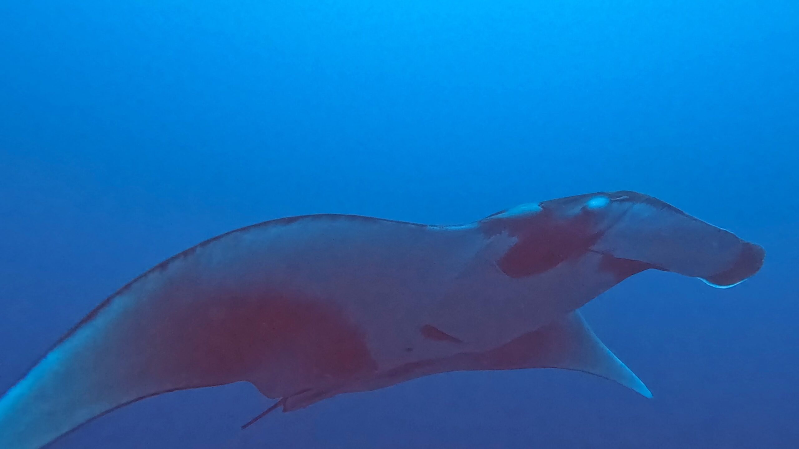 Picture of Manta Ray