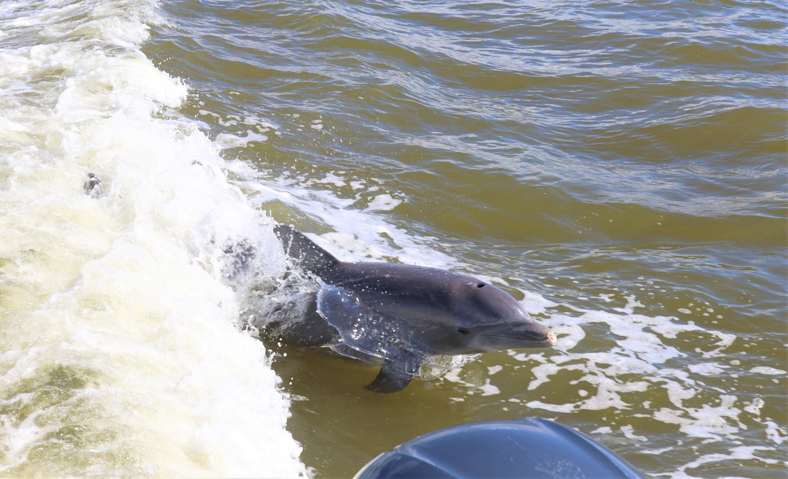 Everglades National Park: A Boat Tour of Ten Thousand Islands