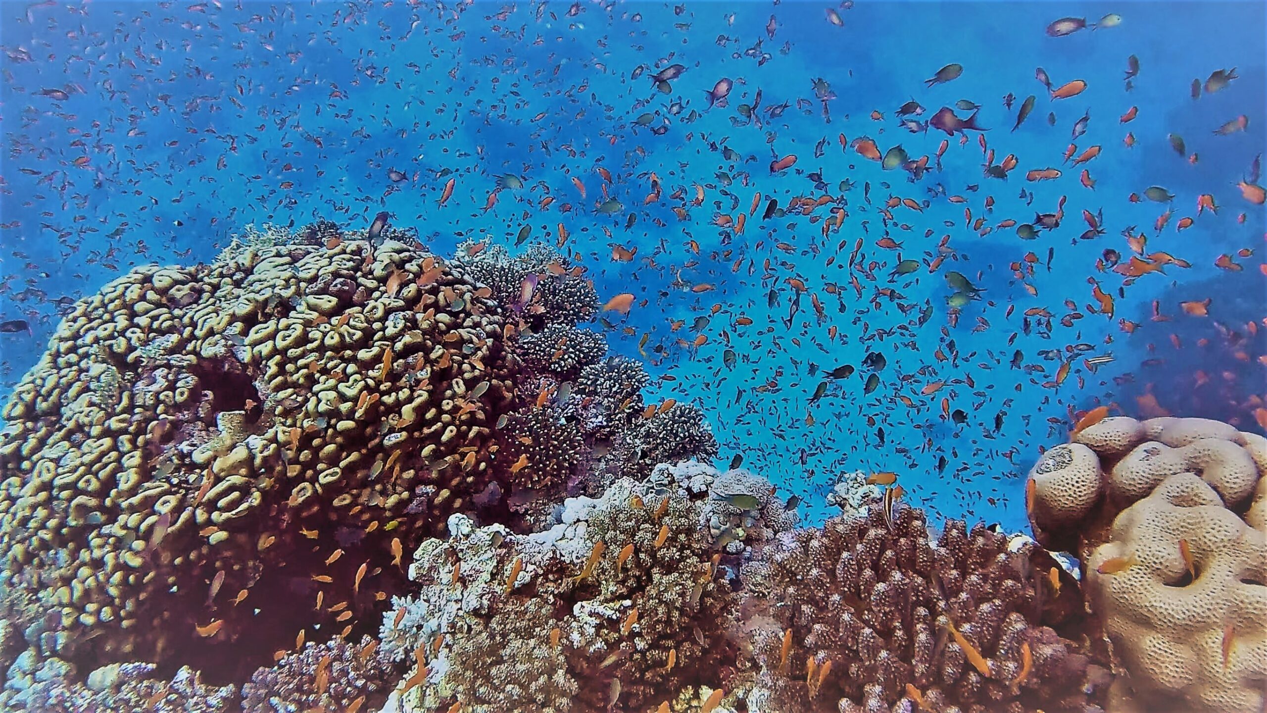 Scuba Diving in Egyptian Red Sea
